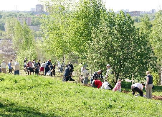 Восемьдесят лиственниц посадили в Верхних Печерах Нижнего Новгорода