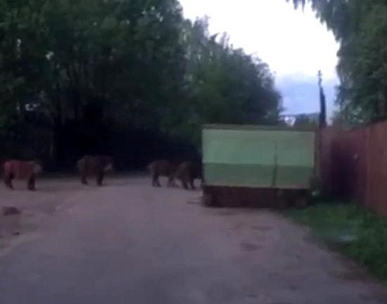 Молодых кабанов перестреляли на кладбище в Варнавине Нижегородской области