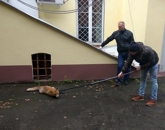 Лисицу, поселившуюся в нижегородском кремле, поймали и увезли в лес