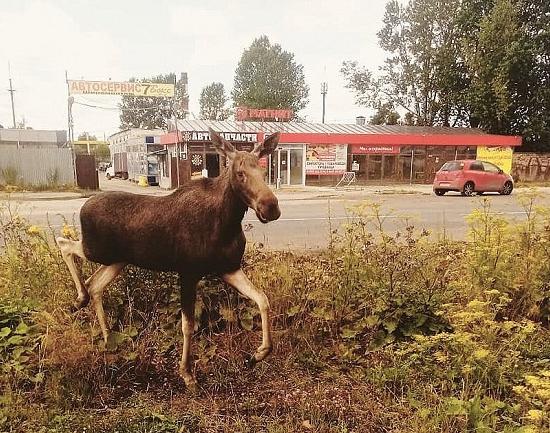 Молодой лось, погуляв по Нижнему Новгороду, вернулся в лес