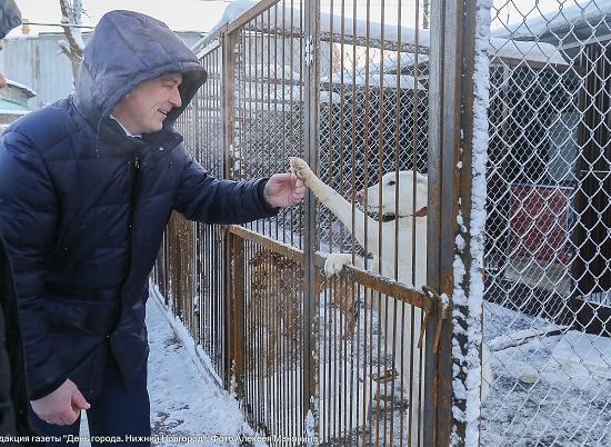 Новый приют для безнадзорных собак и кошек открылся в Нижнем Новгороде