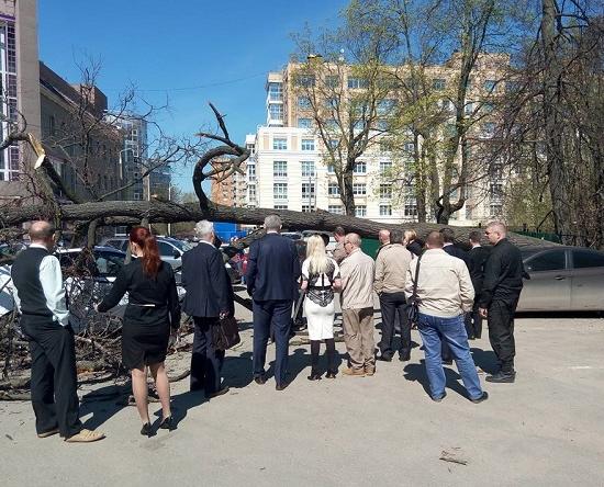 Большое дерево упало на машины возле парка Кулибина в Нижнем Новгороде