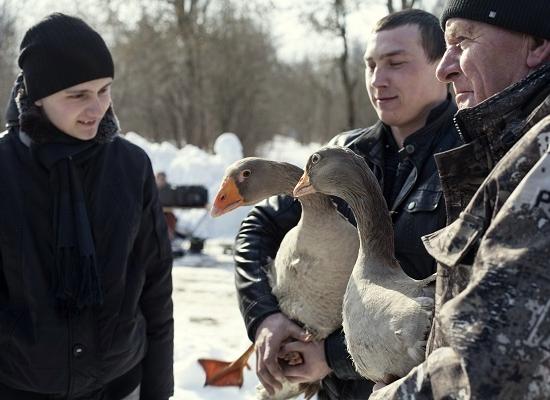 Традиционные гусиные бои прошли в Павлове Нижегородской области