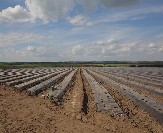 Промышленное производство голубики, ежевики и других ягод открылось в Нижегородской области